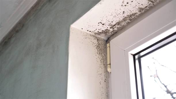 Best Health and Safety Mold Remediation in Redgranite, WI