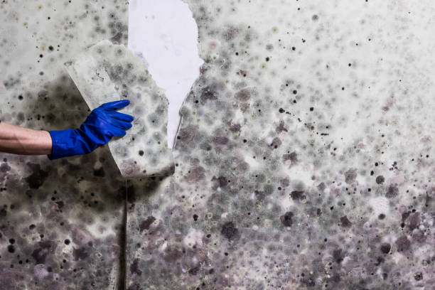 Best Commercial Mold Remediation in Redgranite, WI